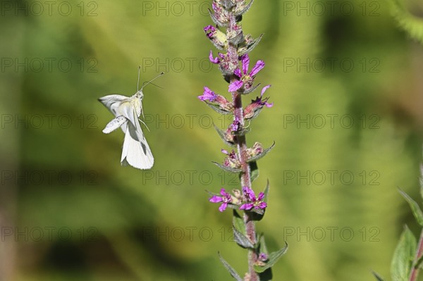 Lemon butterfly (Gonepteryx rhamni) landing on the flower of purple loosestrife (Lythrum salicaria), Wilnsdorf, North Rhine-Westphalia, Germany