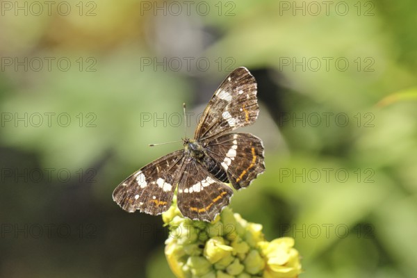 Land carder (Araschnia levana), summer generation, open wings, on a dark mullein (Verbascum nigrum), in a natural environment in the wild, close-up, wildlife, insects, butterflies, butterflies, Wilnsdorf, North Rhine-Westphalia, Germany