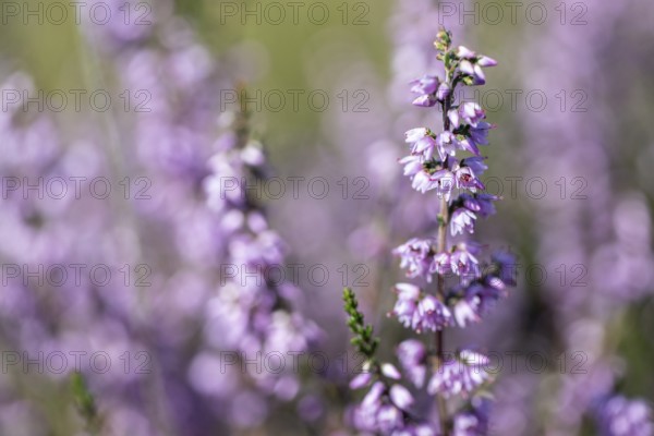 Heather (Calluna vulgaris), Emsland, Lower Saxony, Germany