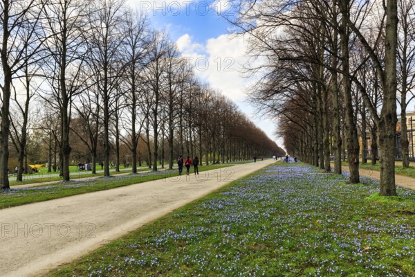 Blue stars, Scilla, walkers in the Herrenhäuser Allee, Georgengarten, Herrenhäuser Gärten, landscape garden, Cumulus, Hanover, Lower Saxony, Germany