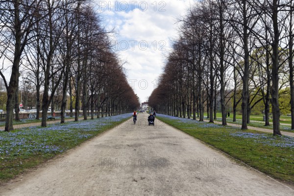 Scilla, cyclist in the Herrenhäuser Allee, Georgengarten, Herrenhäuser Gärten, landscape garden, Cumulus, Hanover, Lower Saxony, Germany