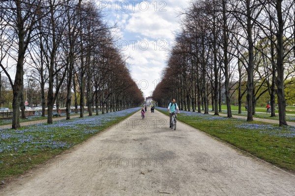 Blue stars, scilla, cyclist in the Herrenhäuser Allee, Georgengarten, Herrenhäuser Gärten, landscape garden, Cumulus, Hanover, Lower Saxony, Germany