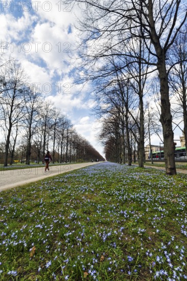 Blue stars, Scilla, walkers in the Herrenhäuser Allee, Georgengarten, Herrenhäuser Gärten, landscape garden, Cumulus, Hanover, Lower Saxony, Germany