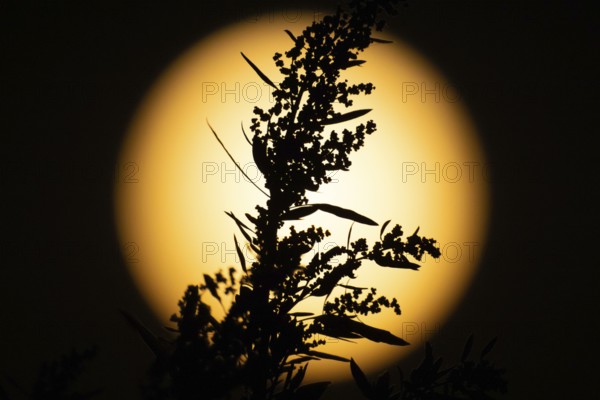 The silhouette of a plant stands out in the light of the full moon, Frankfurt am Main, Hesse, Germany