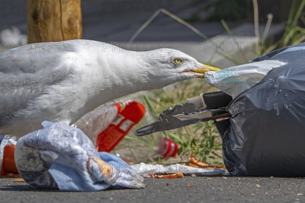 Bird nuisance by herring gull tearing up rubbish bag and feeding on trash, household refuse and garbage leaving a mess on street in coastal town