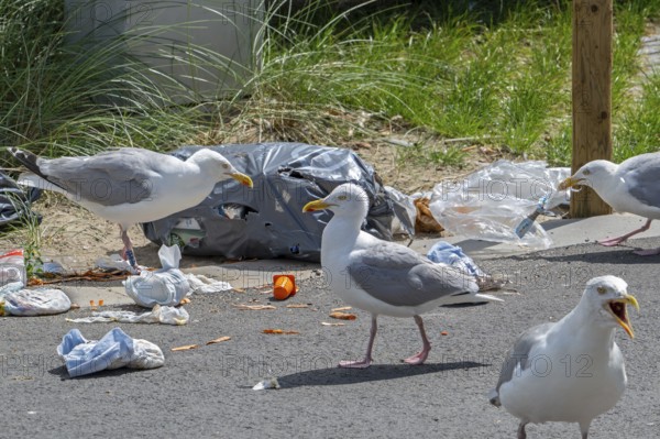 Bird nuisance by herring gulls tearing up rubbish bag and feeding on trash, household refuse and garbage leaving a mess on street in coastal town