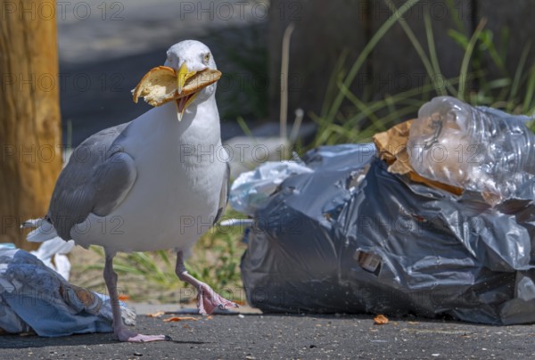 Herring gull with bread in beak from rubbish bag, feeding on trash, household refuse and garbage leaving a mess on street in coastal town