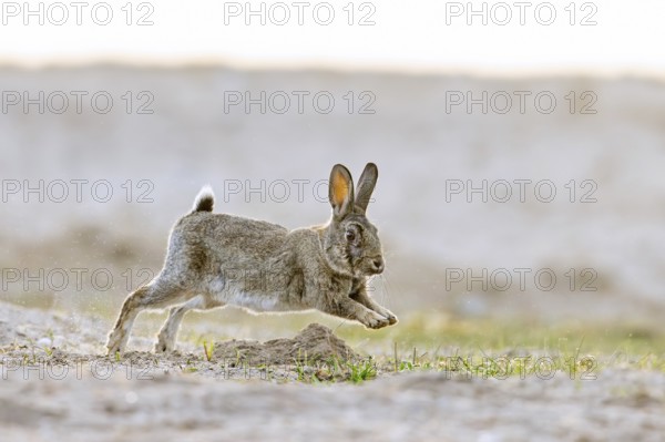European rabbit, common rabbit (Oryctolagus cuniculus) running in the dunes at dawn in spring