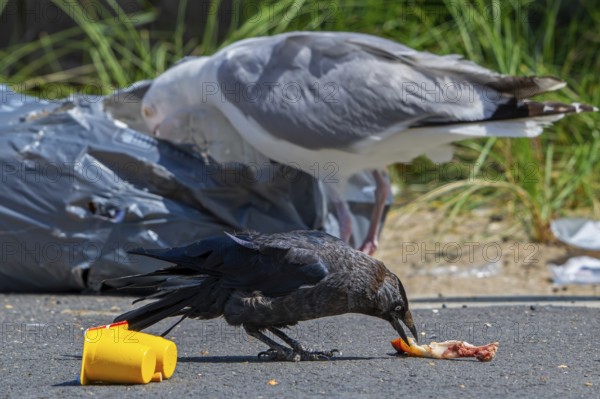 Bird nuisance by jackdaw and herring gull tearing up rubbish bag and feeding on trash, household refuse and garbage leaving a mess on street in town