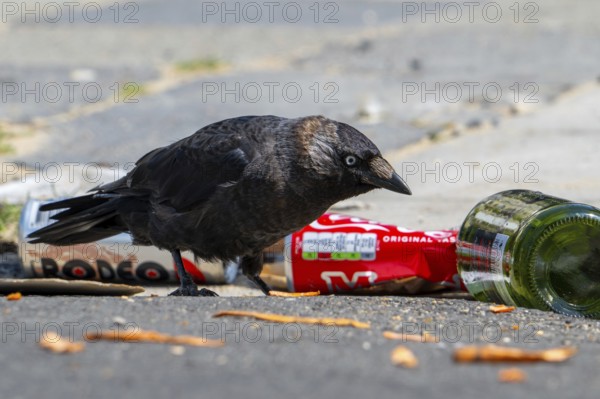 Western jackdaw (Coloeus monedula) looking for food among trash, discarded bottles and cans left on the street
