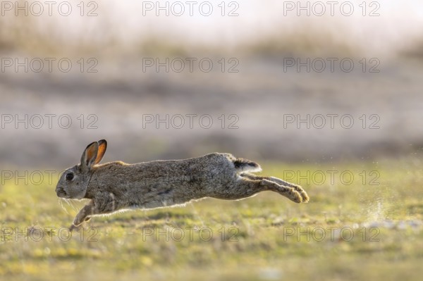European rabbit, common rabbit (Oryctolagus cuniculus) running through wet grass in the dunes at dawn in spring