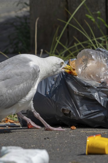 Bird nuisance by herring gull tearing up rubbish bag and feeding on trash, household refuse and garbage leaving a mess on street in coastal town
