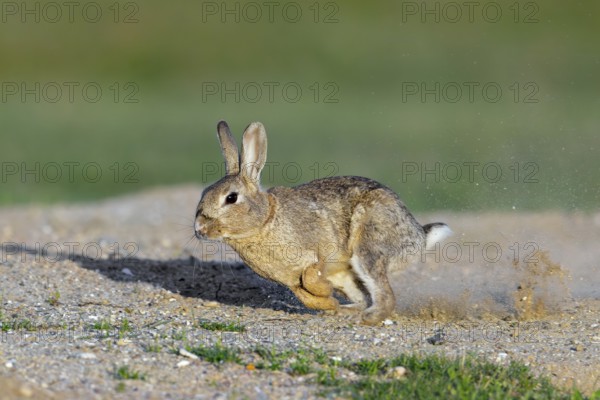 European rabbit, common rabbit (Oryctolagus cuniculus) running in the dunes in spring