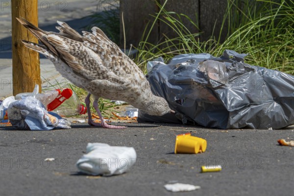 Bird nuisance by young seagull tearing up rubbish bag and feeding on trash, household refuse and garbage leaving a mess on street in coastal town