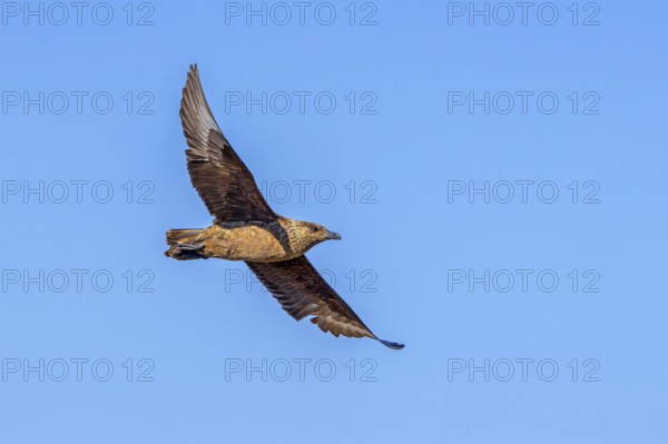 Great skua (Stercorarius skua) in flight soaring against blue sky in summer