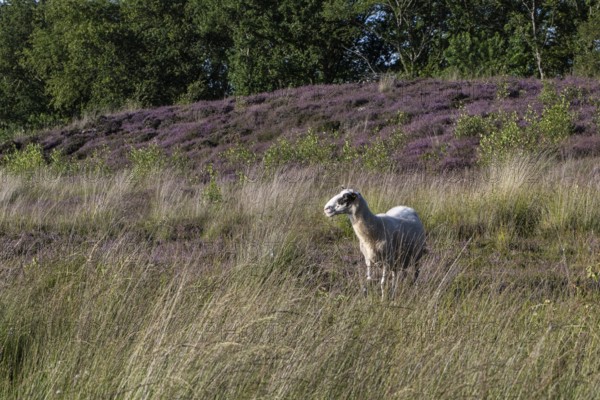 Bentheimer Landschaf (Ovis gmelini), Emsland, Lower Saxony, Germany