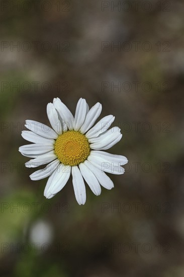 Daisy (Leucanthemum vulgare), flower in a meadow, close-up, macro, Wilnsdorf, North Rhine. Westphalia, Germany