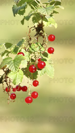 Redcurrant (Ribes rubrum), ripe berries on a bush in a garden, Wilnsdorf, North Rhine-Westphalia, Germany