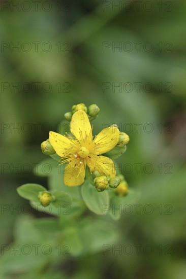 Common St John's wort (Hypericum perforatum), spotted St John's wort or common St John's wort (Hypericum perforatum), medicinal plant, flowering, Wilnsdorf, North Rhine-Westphalia, Germany