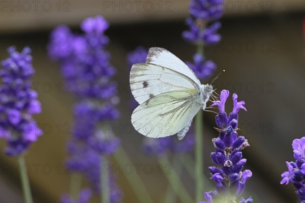 A Cabbage butterfly (Pieris brassicae) sucking nectar on the flower of true lavender (Lavandula angustifolia), in a natural environment in a garden, nice bokeh in the background, close-up, wildlife, insects, butterflies, butterflies, Wilnsdorf, North Rhine-Westphalia, Germany