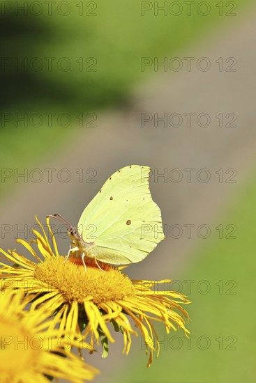 Lemon butterfly (Gonepteryx rhamny) on a yellow flower of a Great Telekie (Telekia speciosa), close-up, Wilnsdorf, North Rhine-Westphalia, Germany