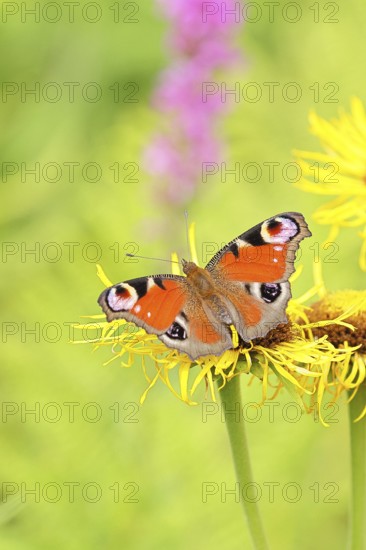 Peacock butterfly (Aglais io), on a yellow flower of a Great Telekie (Telekia speciosa), Wilnsdorf, North Rhine-Westphalia, Germany