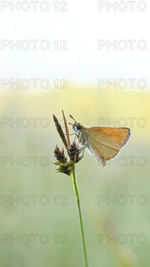 Large skipper (Ochlodes sylvanus, Augiades sylvanus), resting in the evening on a blade of grass in a meadow, close-up, macro photograph, Wilnsdorf, North Rhine-Westphalia, Germany