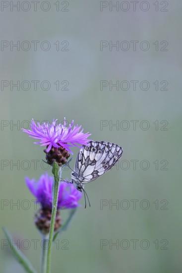 Checkerspot butterfly (Melanargia galathea) in a meadow knapweed (Centaurea jacea), underside of wing, macro photograph, Wilnsdorf, North Rhine-Westphalia, Germany