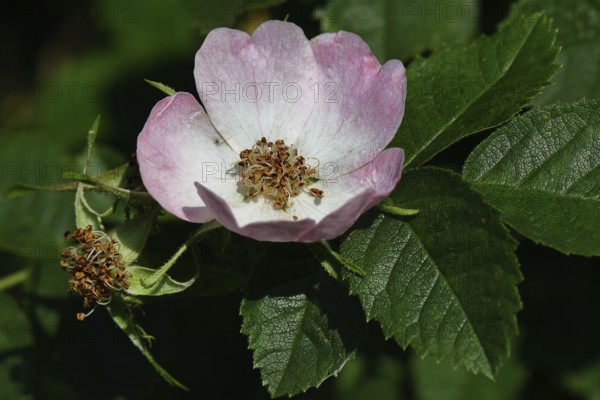Dog rose (Rosa canina), wild rose, rose hip, blossom, Wilnsdorf, North Rhine-Westphalia, Germany