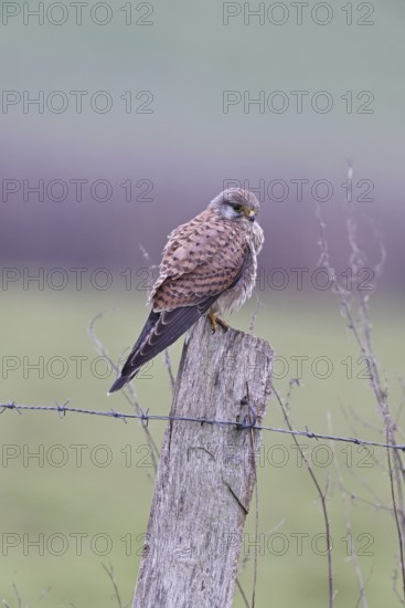 Kestrel (Falco tinnunculus), on a pasture fence post, Bieslicher Insel, Lower Rhine, North Rhine-Westphalia, Germany