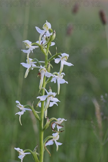 Greater butterfly-orchid (Platanthera chloranta), Orchid of the Year 2025, in a meadow, Wilnsdorf, North Rhine-Westphalia, Germany