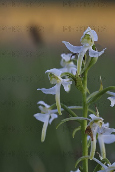 Greater butterfly-orchid (Platanthera chloranta), Orchid of the Year 2025, in the evening light in a meadow, Wilnsdorf, North Rhine-Westphalia, Germany