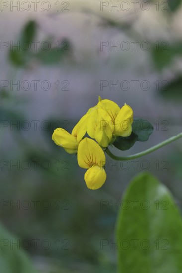 Bird's-foot Trefoil, Bird's-foot Trefoil (Lotus corniculatus), yellow flower in a meadow, Wilnsdorf, North Rhine-Westphalia, Germany