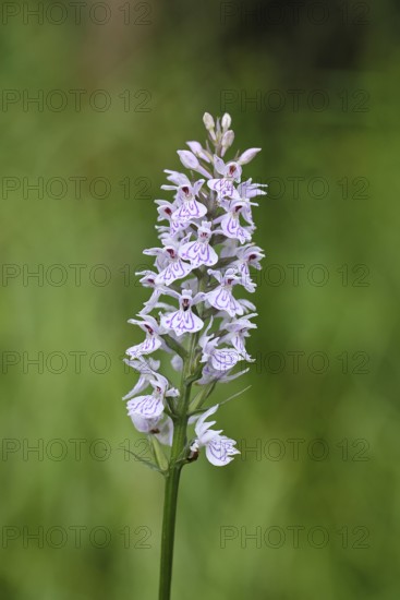 Moorland spotted orchid (Dactylorhiza maculata), inflorescence, close-up, Wilnsdorf, North Rhine-Westphalia, Germany