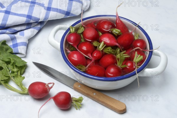 Radish in skin, in water, Raphanus sativus