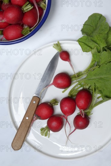 Radish with knife on plate, Raphanus sativus var. sativus