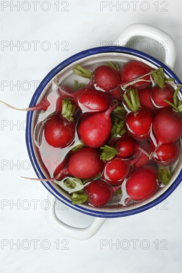 Radish in skin, in water, Raphanus sativus
