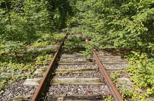 Rusty tracks, overgrown with trees and weeds, at the former Blumendorf railway station. Bad Oldesloe, Schleswig-Holstein, Germany