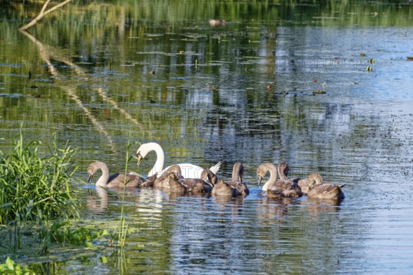 A swan with young on the River Trave in Brenner Moor. The Brenner Moor is a salt marsh, FFH area, in the Trave lowlands near Bad Oldesloe. Schleswig-Holstein, Germany