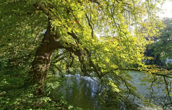 A gnarled tree, an old chestnut tree by a pond in Brenner Moor, . The Brenner Moor is a salt moor, FFH area, in the Traveniederung near Bad Oldesloe. Schleswig-Holstein, Germany