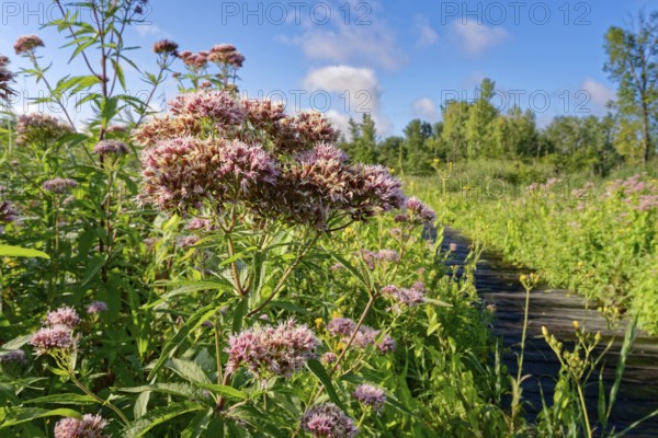 Purple-flowering water eupatorium (Eupatorium cannabinum), also known as Kunigkraut, on a footpath in the Brenner Moor. The Brenner Moor is a salt moor, FFH area, in the Traveniederung near Bad Oldesloe. Schleswig-Holstein, Germany