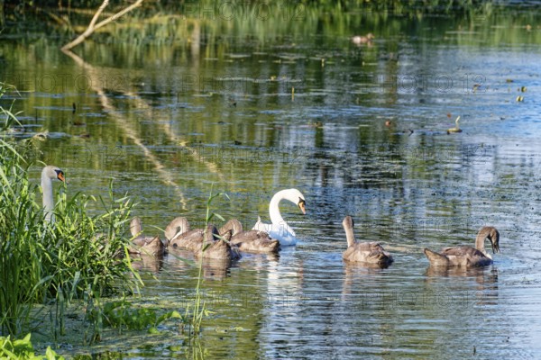 Two swans with young on the River Trave in Brenner Moor. The Brenner Moor is a salt marsh, FFH area, in the Trave lowlands near Bad Oldesloe. Schleswig-Holstein, Germany