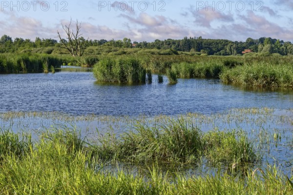 Water surface of the Trave in the Brenner Moor. The Brenner Moor is a salt moor, FFH area, in the Trave lowlands near Bad Oldesloe. Schleswig-Holstein, Germany