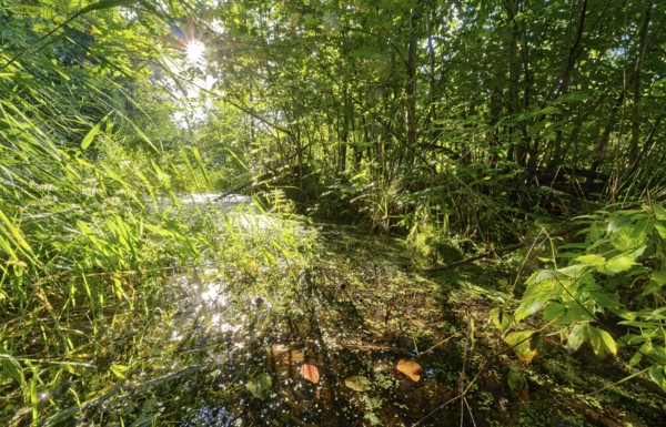 Moat and vegetation in the Brenner Moor. The Brenner Moor is a salt moor, FFH area, in the Traveniederung near Bad Oldesloe. Schleswig-Holstein, Germany