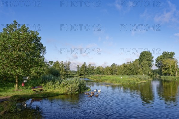 Resting place and a swan with young on the River Trave in Brenner Moor. The Brenner Moor is a salt marsh, FFH area, in the Trave lowlands near Bad Oldesloe. Schleswig-Holstein, Germany