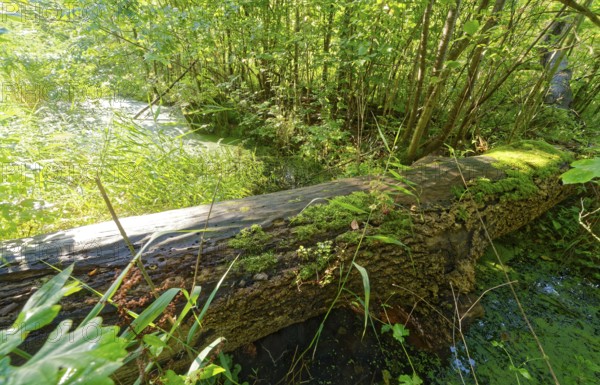 A decayed tree trunk overgrown with moss above a ditch in the Brenner Moor. The Brenner Moor is a salt moor, FFH area, in the Traveniederung near Bad Oldesloe. Schleswig-Holstein, Germany