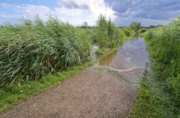 Flooded footpath after heavy rainfall in Brenner Moor. The Brenner Moor is a salt moor, FFH area, in the Traveniederung near Bad Oldesloe. Schleswig-Holstein, Germany