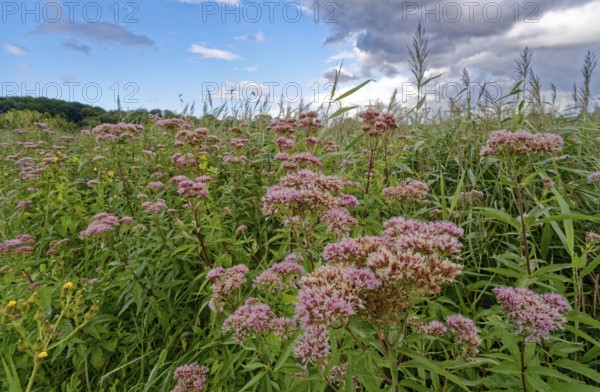 Purple-flowering water eupatorium (Eupatorium cannabinum), also known as Kunigkraut, in the Brenner Moor. The Brenner Moor is a salt moor, FFH area, in the Traveniederung near Bad Oldesloe. Schleswig-Holstein, Germany