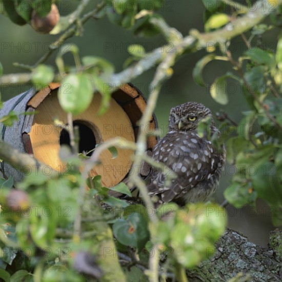 In front of the nesting tube... Little owl (Athene noctua) sits well hidden in front of a nesting aid, nesting tube in a pear tree and looks around, native nature, Lower Rhine, North Rhine-Westphalia, Rhineland, Germany, Western Europe