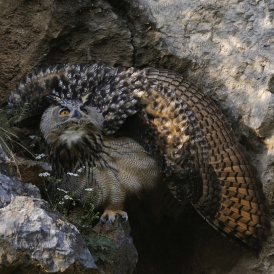 Defence posture... European Eagle Owl (Bubo bubo), young owl raises its wings to a wheel to appear larger and stronger to potential enemies, typical behaviour, native nature, Lower Rhine, North Rhine-Westphalia, Rhineland, Germany, Western Europe